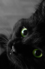 avatar_Dreamer