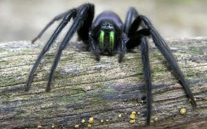 giant-spider