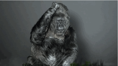 koko-gorilos-pranesimas