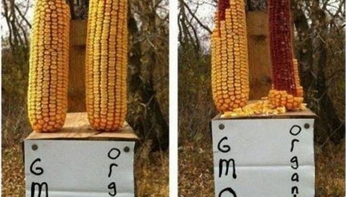 gmo-kukuruza